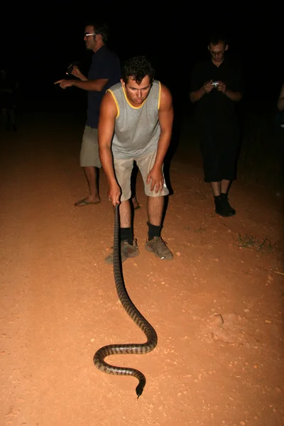 Nero testa acqua python - kakadu national park, australia — Foto Stock