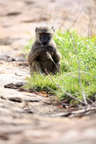 Babbuino Uganda, Africa — Foto Stock