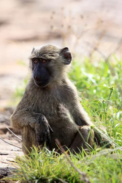 Babuíno - Uganda, África — Fotografia de Stock