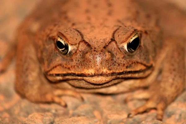 Cane Toad - Kakadu National Park, Australia — Zdjęcie stockowe