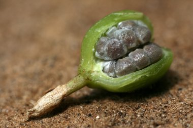 baharat turu, zanzibar