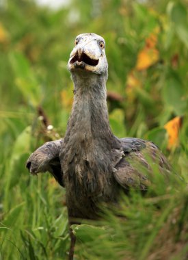 shoebill yaban - uganda, Afrika