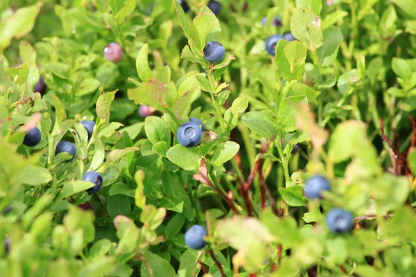 Biologische wilde bosbes — Stockfoto