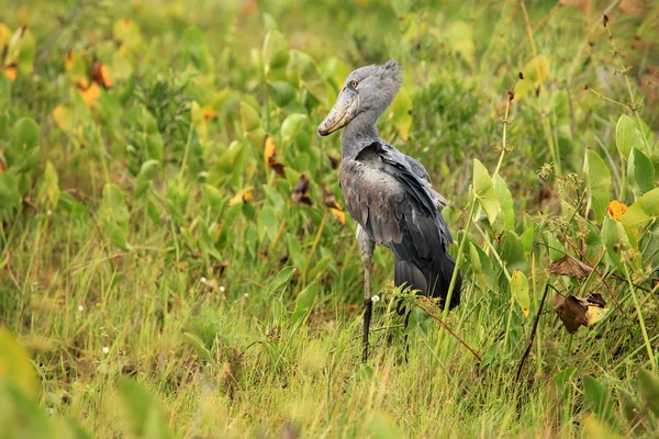 Schuhschnabel in freier Wildbahn - uganda, afrika — Stockfoto