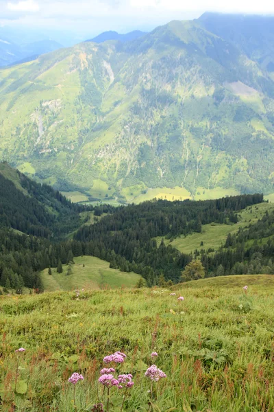 Vegetation i Alperna — Stockfoto