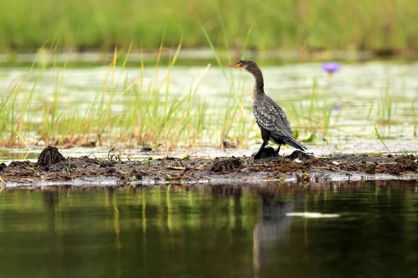 Wildlife - Bisina Wetlands - Uganda, Africa — Stock Photo, Image