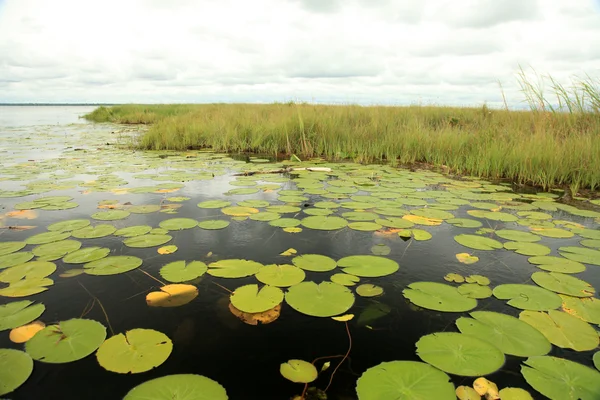Sjön landskap - sjön bisina - uganda, Afrika — Stockfoto