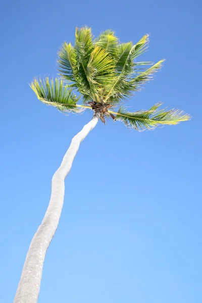 Árvore de palmeira em cenário tropical — Fotografia de Stock