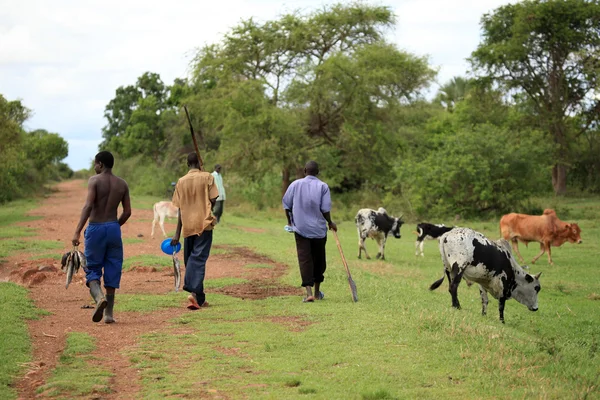 Krávy - uganda, Afrika — Stockfoto