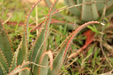 tropikal bitki - uganda, Afrika