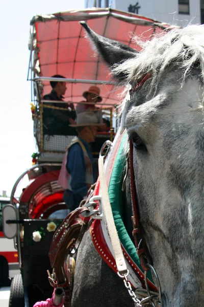 Carrozza trainata da cavalli, Sapporo, Giappone — Foto Stock