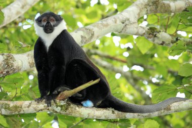 l'hoests maymun - bigodi sulak - uganda, Afrika