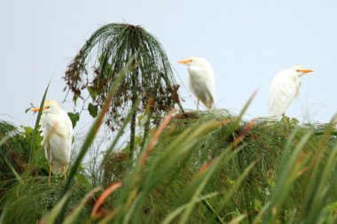 Küçük ak balıkçıl kuşu - göl opeta - uganda, Afrika