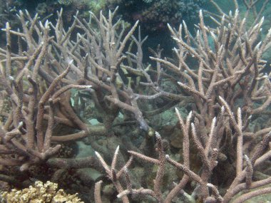 Büyük Set Resifi, Avustralya