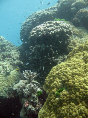 Büyük Set Resifi, Avustralya