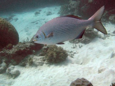 Büyük Set Resifi, Avustralya