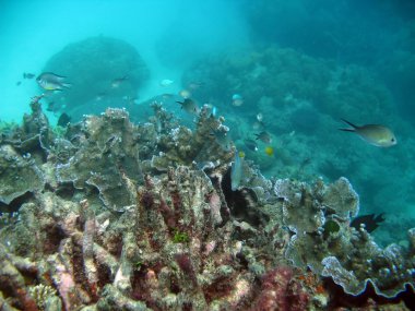 Büyük Set Resifi, Avustralya