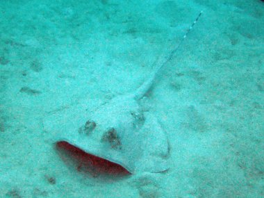 Büyük Set Resifi, Avustralya