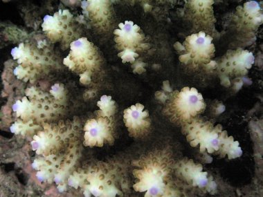 Büyük Set Resifi, Avustralya