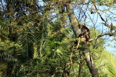 Kırmızı colobus - bigodi sulak - uganda, Afrika