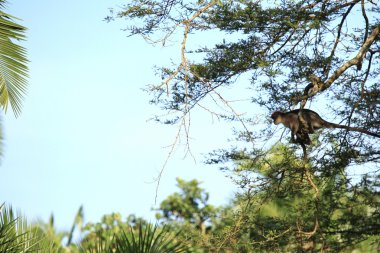 Kırmızı colobus - bigodi sulak - uganda, Afrika