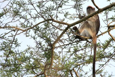 Kırmızı colobus - bigodi sulak - uganda, Afrika