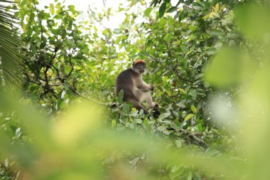 Kırmızı colobus - bigodi sulak - uganda, Afrika