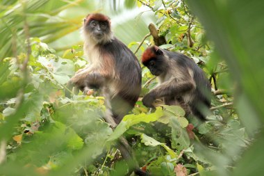 Kırmızı colobus - bigodi sulak - uganda, Afrika