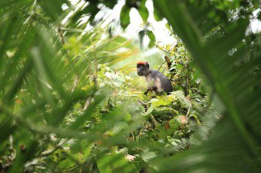 Kırmızı colobus - bigodi sulak - uganda, Afrika