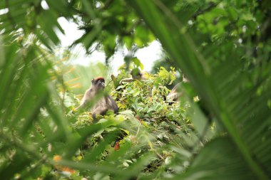 Kırmızı colobus - bigodi sulak - uganda, Afrika