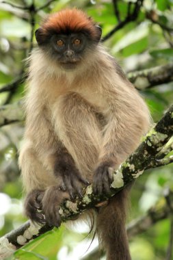 Kırmızı colobus - bigodi sulak - uganda, Afrika