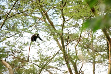 Kırmızı kuyruklu maymun - bigodi sulak - uganda, Afrika