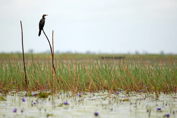 Dlouho sledoval Kormorán - jezero opeta - uganda, Afrika — Stock fotografie