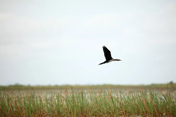 Cormorán de cola larga - Lago Opeta - Uganda, África — Foto de Stock