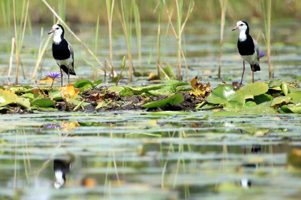 Long Toed Plover, Lapwink - Lago Opeta - Uganda, África — Fotografia de Stock