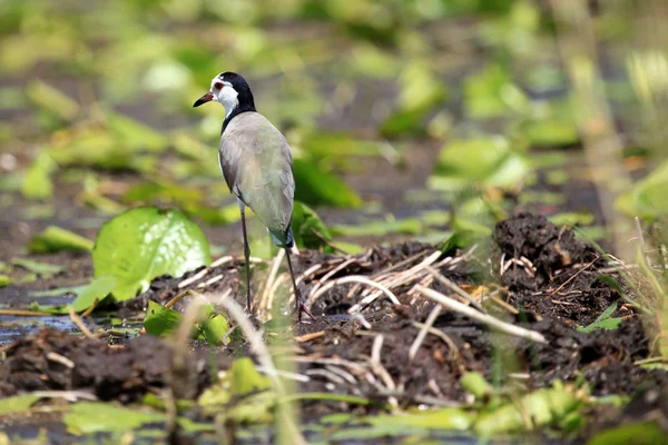 Kiebitz am Opetasee in Uganda - die Perle Afrikas — Stockfoto