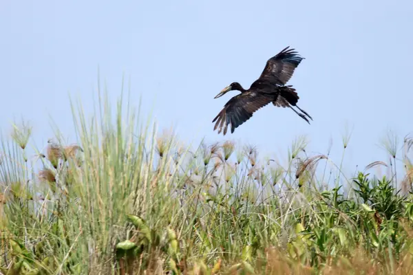 Open Billed Stork - Lago Opeta - Uganda, Africa — Foto Stock