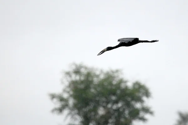 Open Billed Stork - Lake Opeta - Uganda, Africa — Stock Photo, Image