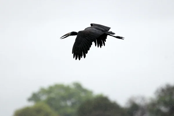 Åben faktureret stork - Lake Opeta - Uganda, Afrika - Stock-foto