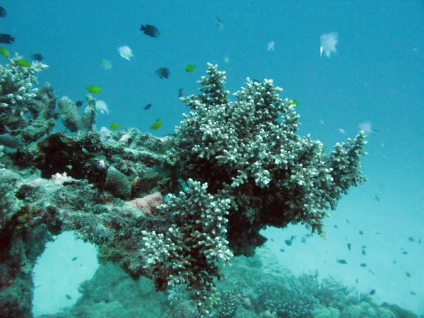 Great barrier reef, Australië — Stockfoto