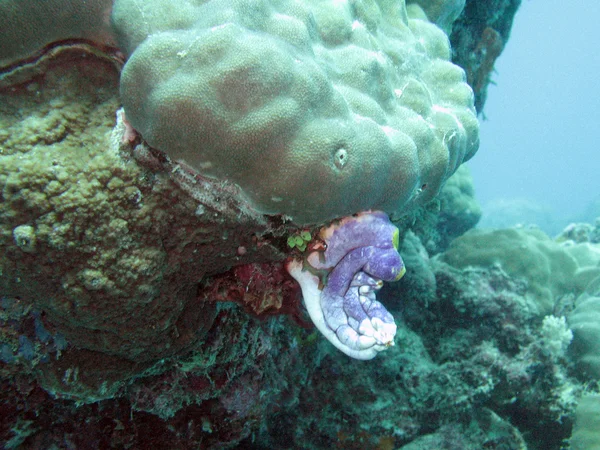 Great barrier reef, Australië — Stockfoto