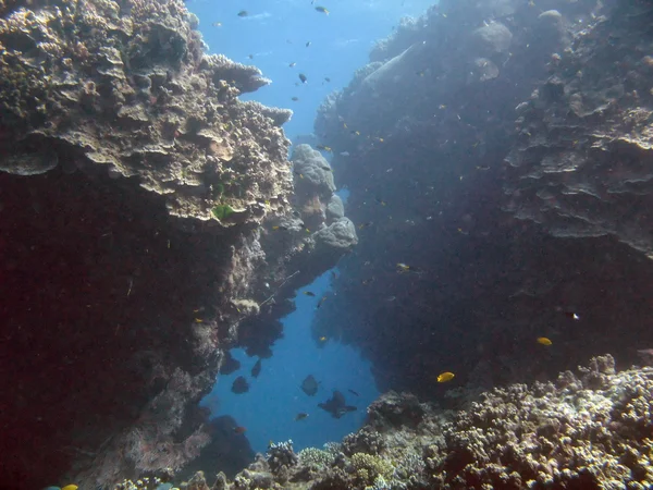 Great barrier reef, Australië — Stockfoto