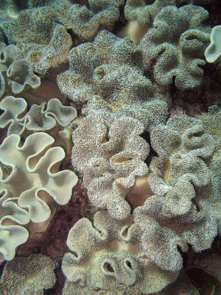 Great barrier reef, Australië — Stockfoto