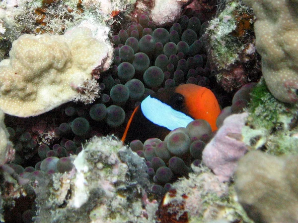 Great Barrier Reef, Ausztrália — Stock Fotó