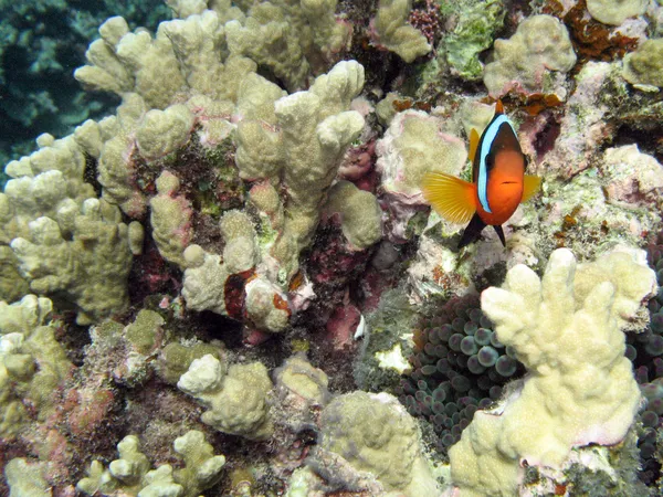Great Barrier Reef, Ausztrália — Stock Fotó