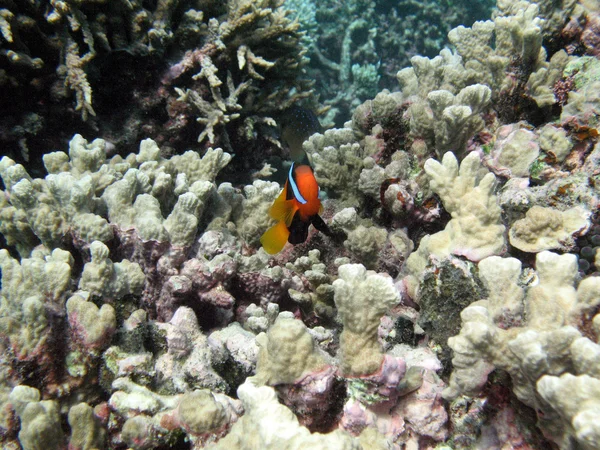 Great barrier reef, Australië — Stockfoto