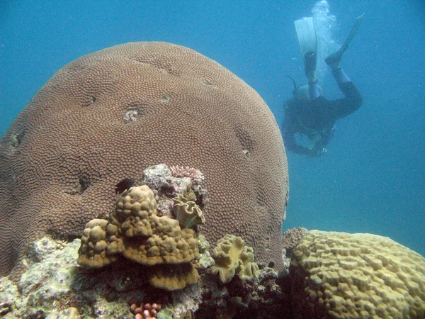 Gran Barrera de Coral, Australia — Foto de Stock