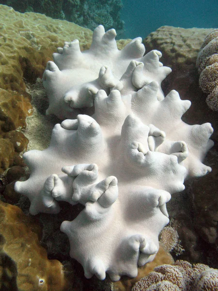 Great Barrier Reef, Australien — Stockfoto