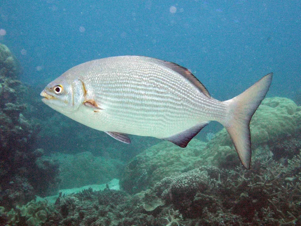 Great Barrier Reef, Australien — Stockfoto