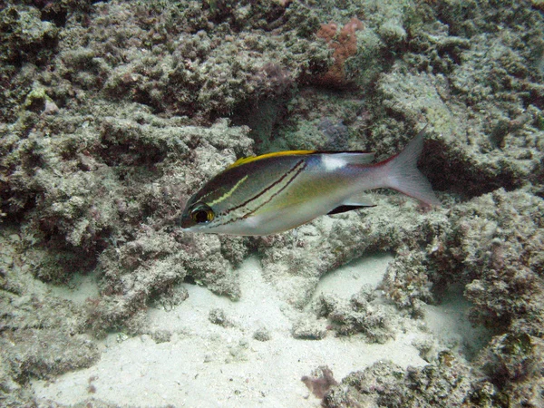 Grande barriera corallina, Australia — Foto Stock